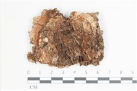 藏品(擬筍殼菌屬)的圖片