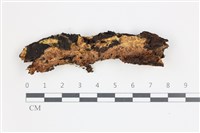 藏品(白邊黃孔菌)的圖片