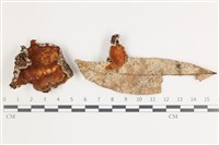 藏品(射脈菌屬)的圖片