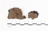 藏品(射脈菌屬)的圖片