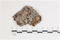 藏品(擬筍殼菌屬)的圖片