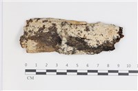 藏品(剛毛絲皮菌)的圖片