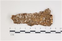 藏品(擬射脈菌屬)的圖片