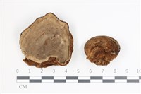 藏品(多年臥孔菌屬)的圖片