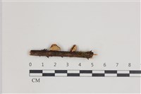 藏品(小皮傘屬)的圖片