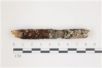 藏品(射脈菌屬)的圖片