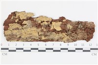 藏品(叉絲革菌屬)的圖片