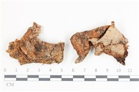 藏品(韌革菌屬)的圖片