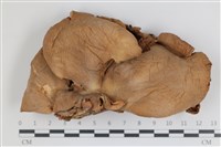 藏品(糙皮側耳)的圖片