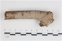 藏品(刺皮菌屬)的圖片