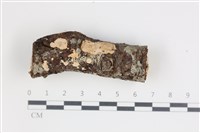 藏品(刺皮菌屬)的圖片