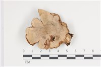 藏品(蠔韌革菌)的圖片