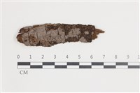 藏品(刺革菌屬)的圖片