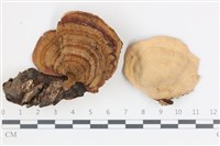 藏品(蠔韌革菌)的圖片