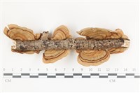 藏品(蠔韌革菌)的圖片