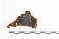 藏品(木耳屬)的圖片