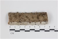 藏品(樹狀皮革菌屬)的圖片