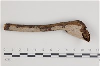 藏品(刺皮菌屬)的圖片