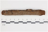 藏品(刺革菌屬)的圖片