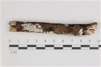 藏品(刺皮菌屬)的圖片