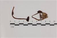 藏品(小皮傘屬)的圖片