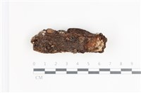 藏品(小皮傘屬)的圖片