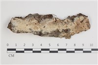 藏品(剛毛絲皮菌)的圖片