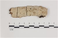 藏品(剛毛絲皮菌)的圖片