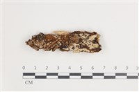 藏品(絲皮菌屬)的圖片