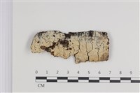 藏品(剛毛絲皮菌)的圖片