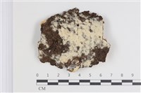 藏品(剛毛絲皮菌)的圖片