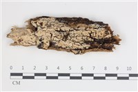 藏品(絲皮菌屬)的圖片