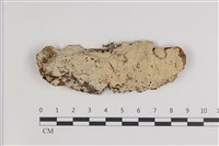 藏品(剛毛絲皮菌)的圖片