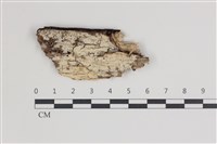 藏品(絲皮菌屬)的圖片