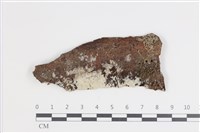 藏品(剛毛絲皮菌)的圖片