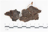 藏品(小菇屬)的圖片