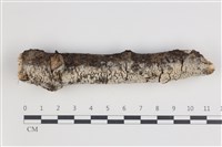 藏品(剛毛絲皮菌)的圖片