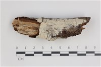 藏品(剛毛絲皮菌)的圖片