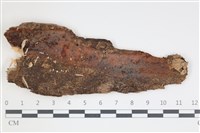 藏品(射脈菌屬)的圖片