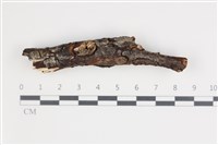 藏品(刺皮菌屬)的圖片