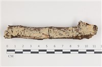 藏品(齒耳菌屬)的圖片