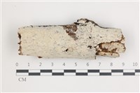 藏品(齒耳菌屬)的圖片