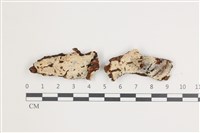 藏品(針齒銳岩菌)的圖片