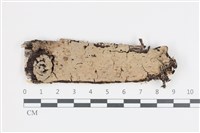 藏品(刺皮菌屬)的圖片