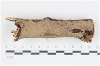 藏品(刺皮菌屬)的圖片