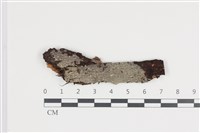 藏品(刺皮菌屬)的圖片