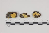 藏品(樹狀皮革菌屬)的圖片