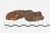 藏品(花耳屬)的圖片