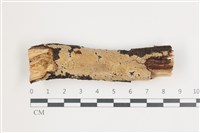 藏品(射脈菌屬)的圖片