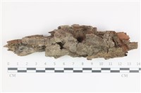 藏品(串擔革菌屬)的圖片